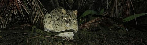 Odisha starts project to conserve Bhitarkanika fishing cats