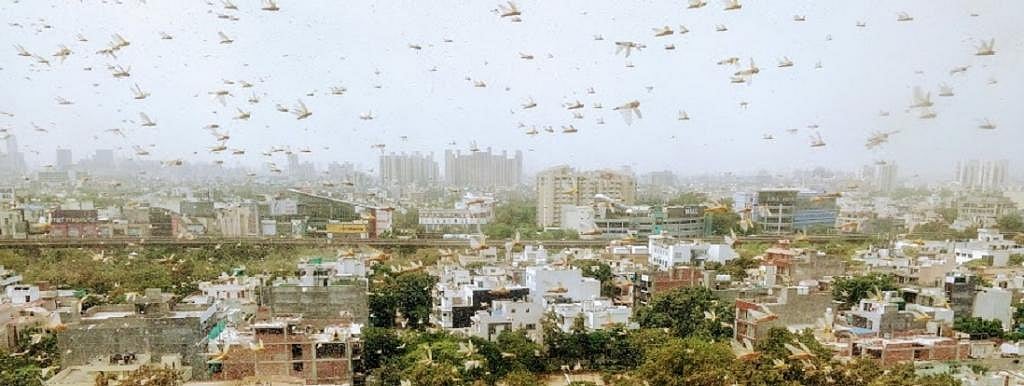 Locusts invade Delhi-NCR