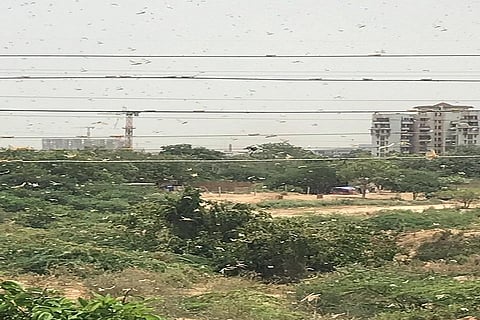 दिल्ली से सटे ग्रीन फील्ड कॉलोनी में पहुंचा टिडि्डयों का दल। फोटो स्निग्धा दास