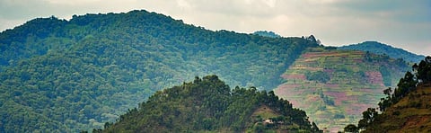 Uganda becomes first African country to submit REDD+ results, paves way for payments