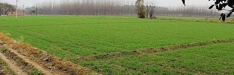 Why Punjab stands to lose from farmers’ produce trade and commerce ordinance 