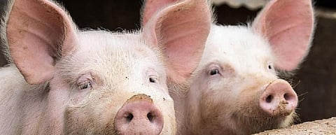 New influenza virus isolated in pigs in China has pandemic potential