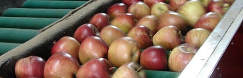 COVID-19: Himachal stares at labour crisis ahead of apple harvest