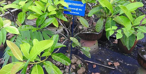 Syzygium travancoricum, an economically important tree species, is reported to exist with a population size of only 15-20 individuals. Photo: Wikimedia Commons