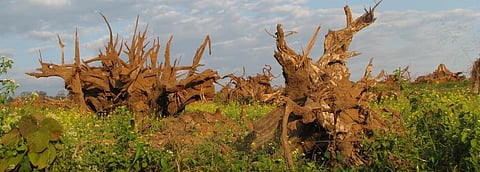 Draft EIA notification institutionalises 1 season data for baseline