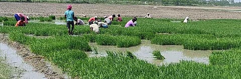 Paddy puzzle: Why Haryana farmers, govt fight over the water-guzzling crop