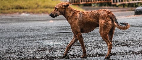 A DTE blogpost on stray dogs elicited a firestorm of protests. Photo: https://www.wallpaperflare.com/