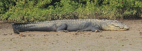 Locals in Bhitarkanika believe at least six to ten people are maimed by crocodiles annually in the national park. Photo: Ashis Senapati
