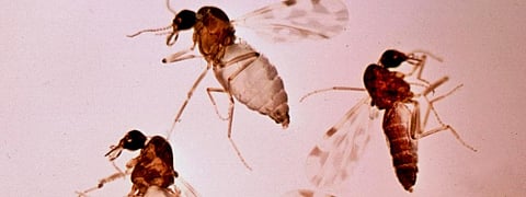 Climate change can affect diseases transmitted by insects, vectors: UN report