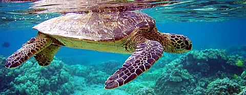 Migration reduces transmission of pathogens between species: UN Report