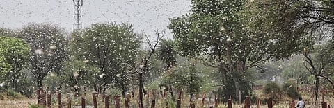 Locust swarms: How can they be warded off?