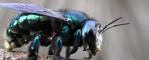 With a body length of about two centimetres, the green carpenter bee is among the largest native bees in southern Australia Photo: Remko Leijs, Author provided