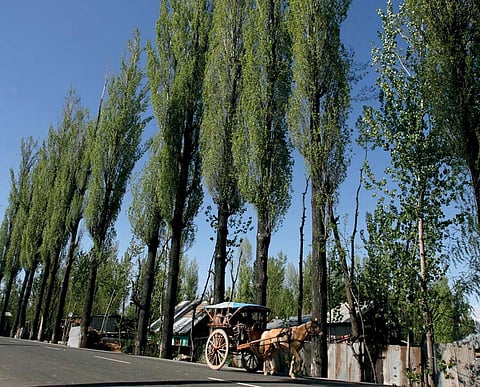 Fast-growing species such as eucalyptus consume more water as compared to needle-leaved species  such as casuarina and pines (Photograph: Reuters)
