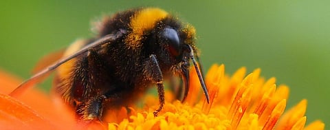 Not only honey bees, native bees may also be facing a ‘pandemic’: Scientists