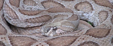 1.2 million Indians were killed in the last 20 years due to snake bites mostly involving Russell's Vipers, Kraits and Cobras. Photo: Wikimedia Commons 