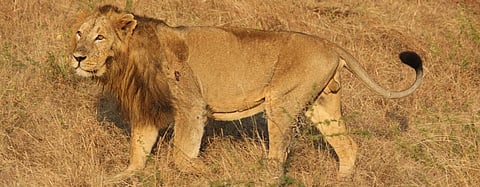 More than Rs 25 crore for Asiatic lions unspent despite 331 deaths