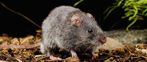 The mystery of the mouse that died of smoke inhalation, but went nowhere near a fire