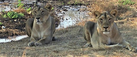 A host of diseases caused 44 of the 85 Asiatic Lion deaths in Gujarat's Gir in the first five months of 2020, a government report has said. Photo: Wikimedia Commons