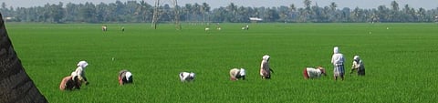 First real-time digital platform to monitor rice fields can bolster food security   