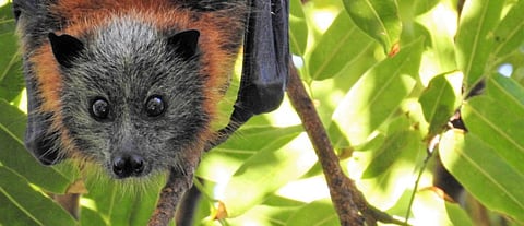 COVID-19: Bats’ immune system, longevity offer clues for treatment, says study