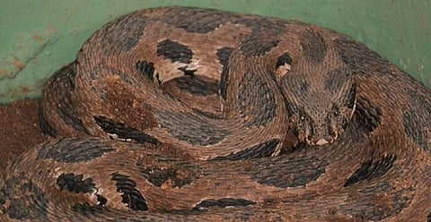 A new pilot project in rural Karnataka uses radio telemetry to track the movements of Russell's Vipers. Photo: Wikimedia Commons