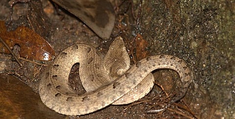 Habitat loss is the gravest threat facing snakes today, according to herpetologist Romulus Whitaker, ahead of World Snakes Day. Photo: Wikimedia Commons