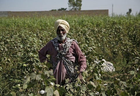 The Green Revolution and a dark Punjab