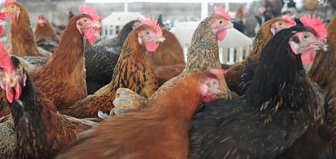 Changes in livestock systems across India and Asia have largely benefitted big corporations and conglomerates and destroyed small holders and farmers. Photo: Sayantoni Palchoudhuri  / CSE