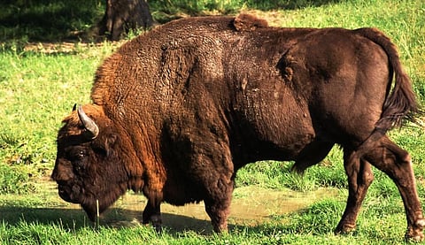Four European Bison, three females and a male will be introduced into a woodland in Kent near Canterbury by the spring of 2022. Photo: Wikimedia Commons