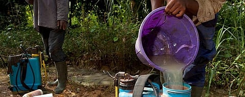 Dangerous pesticide use: What must be done to protect the health of Kenyans
