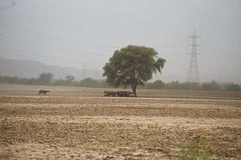 Land restoration target revised to 26 mln ha: Experts call for strategy overhaul  