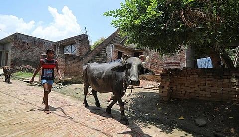 India in a microcosm: Will COVID-19 reverse migrants pick up the plough again? Palanpur throws up a question