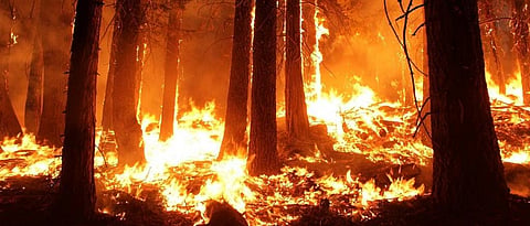Nearly 3 bln animals perished in Australian bushfires: WWF study