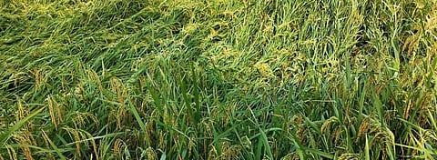 Warning bell: Extreme weather is hitting India’s farmlands harder  