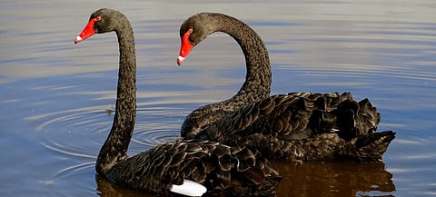 Scientists map black swan genome to better understand immune response 