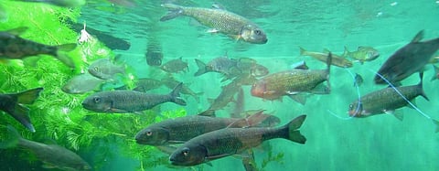 Global Eco Watch: Atlantic Salmon returning to Maine river after dam removals