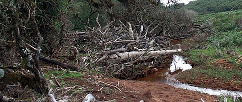 Hundreds of native trees get uprooted and washed away in landslides in the Avalanche valley region  in the Nilgiri Hills. Photo: Godwin Vasanth Bosco