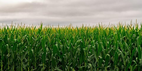 A novel algorithm for enhanced crop productivity