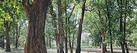 Nearly 500 ha forest land in protected areas diverted in 2019 