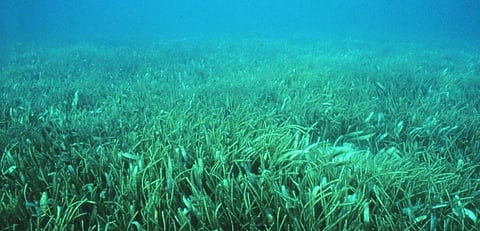 Kenya’s coast is losing huge amounts of seagrass. But all isn’t lost
