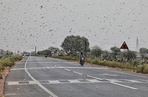 Over 200,000 hectares crops lost to locust attacks since 2019: Agriculture minister