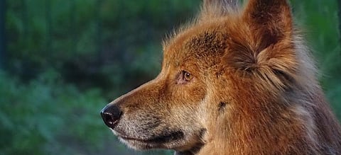 As dingoes grow in size, should we blame pesticides?