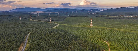 How our food choices cut into forests and put us closer to viruses