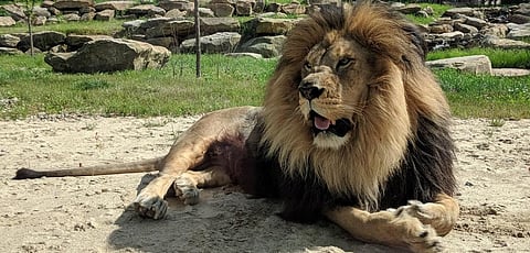 ‘Barbary lion reintroduction in north Africa is possible but needs long-term plans’