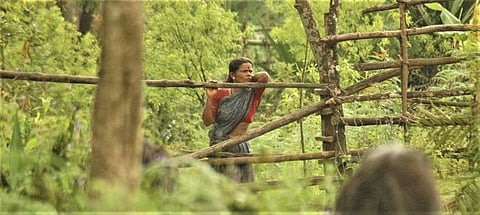 Empower communities to restore forests: Study