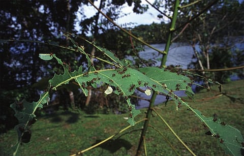 Photo: wikimedia commons