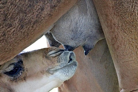Photo: Needpix