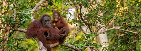Global Eco Watch: Key Indonesia law incapable of protecting 80% of rainforest vulnerable to palm oil plantation