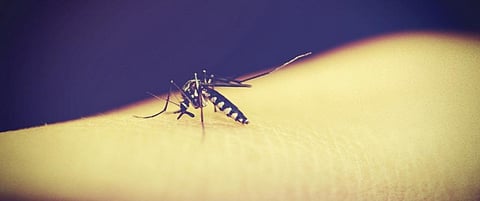 Climate change can affect malaria transmission patterns in Africa: Study
