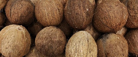 World Coconut Day: A wonder fruit that has nurtured humanity